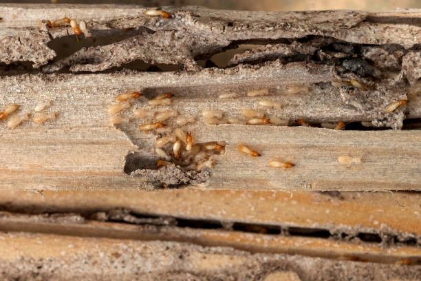 Best Ant Control Services  in Fairfax, OH